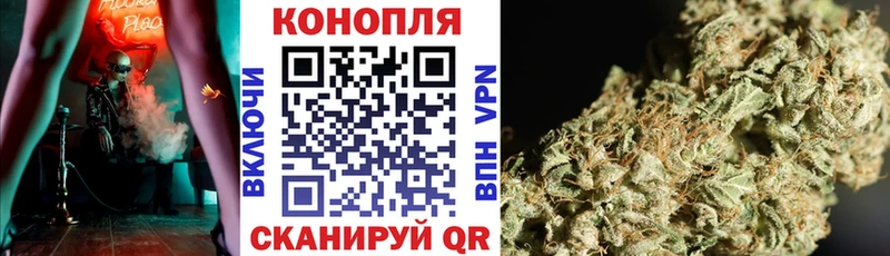 Конопля сатива Терек